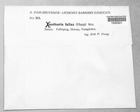 Oxneria fallax image